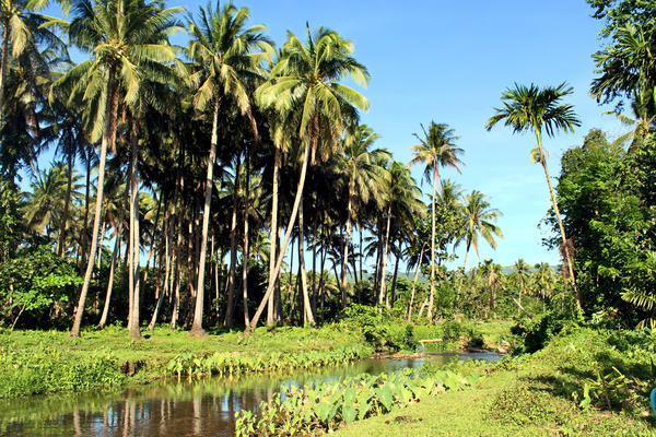 bed and breakfast in Buruanga 9