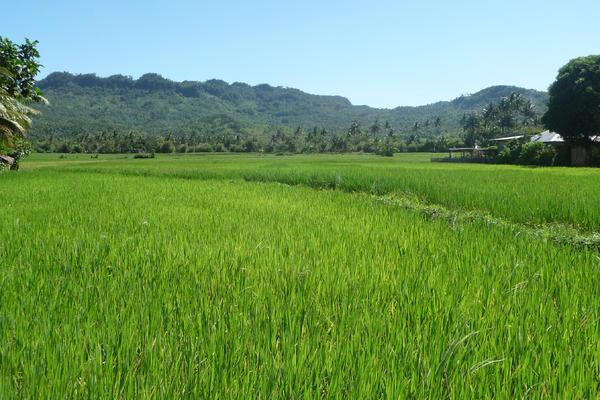 bed and breakfast in Buruanga 11