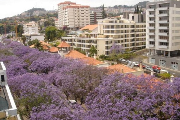 holiday flat in Funchal 9